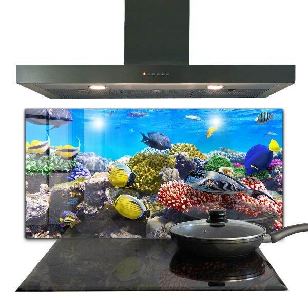 Hob splashback Coral reef red sea