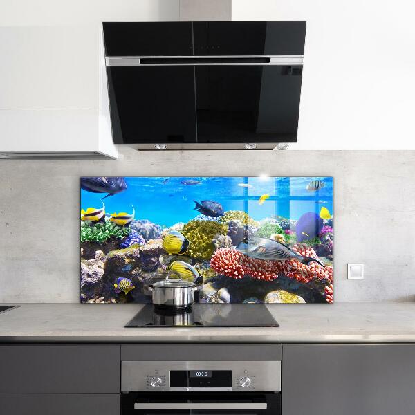 Hob splashback Coral reef red sea