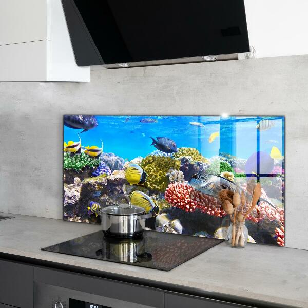 Hob splashback Coral reef red sea