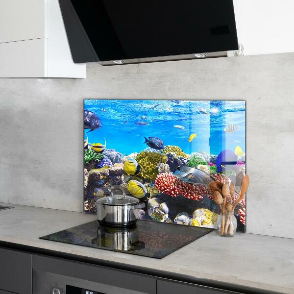 Hob splashback Coral reef red sea