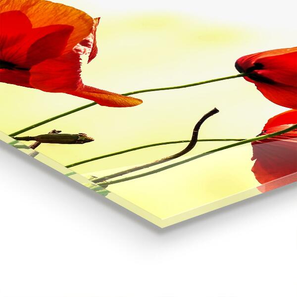 Kitchen wall panels Field meadow with red poppies