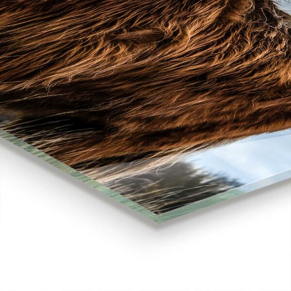 Kitchen wall panels Highland boho cow