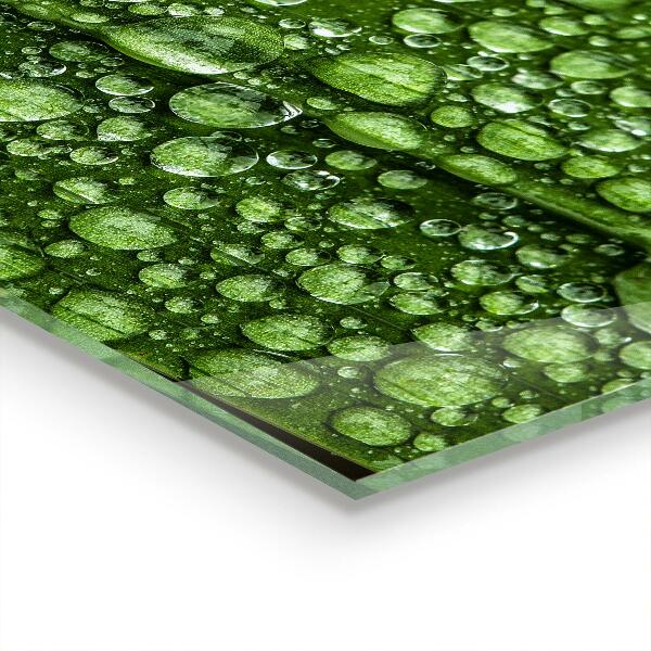 Kitchen panel Green leaf after rain