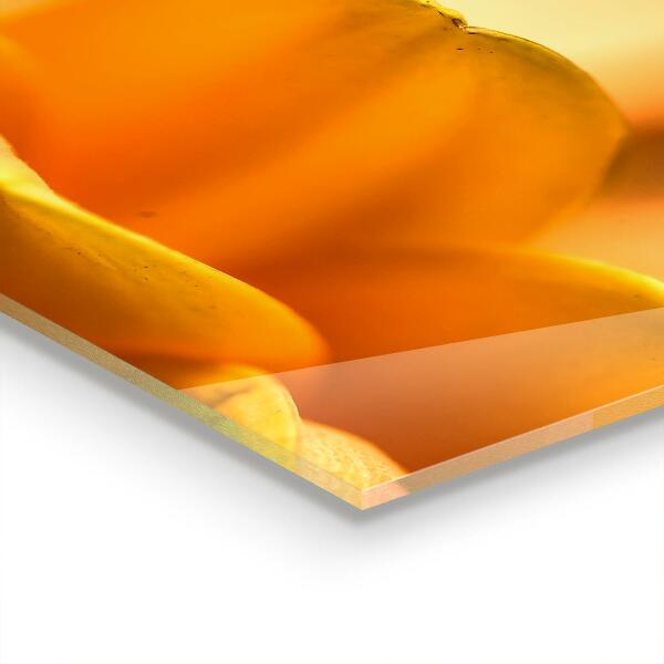 Kitchen panel Gerber flower