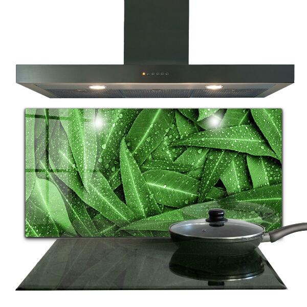 Splashback for kitchen walls Green leaves after rain