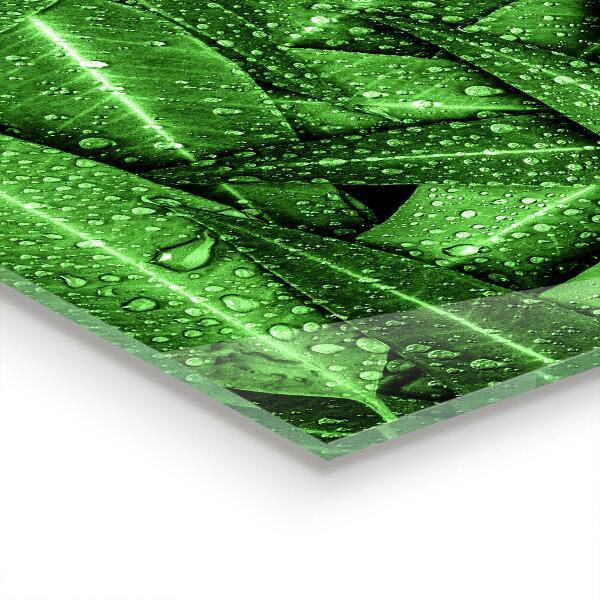 Splashback for kitchen walls Green leaves after rain