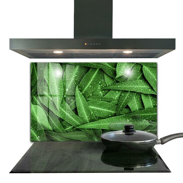 Splashback for kitchen walls Green leaves after rain