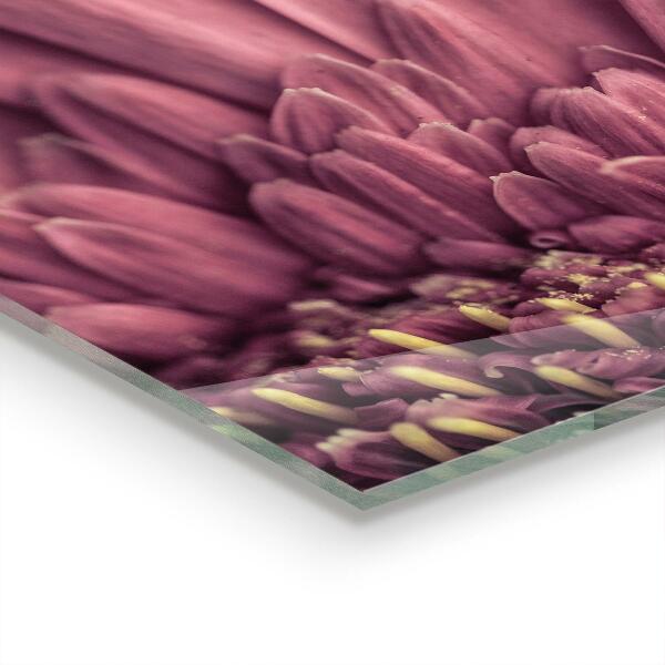 Splashback for kitchen walls Flower margaretka gerbera