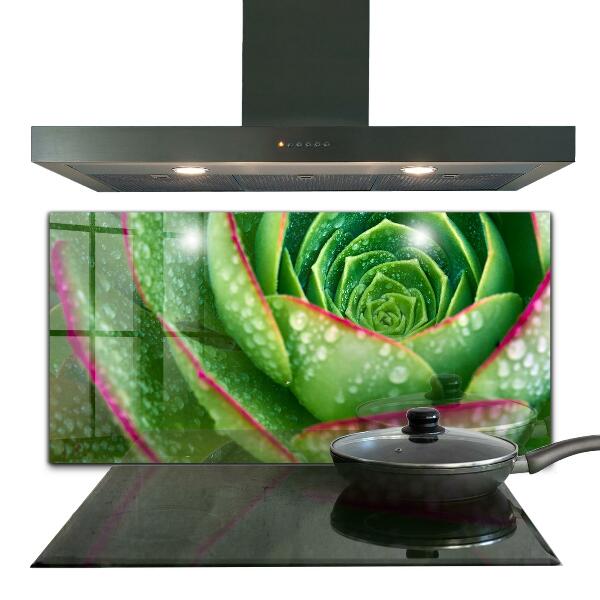 Splashback for kitchen walls Succulent skalnik green garden