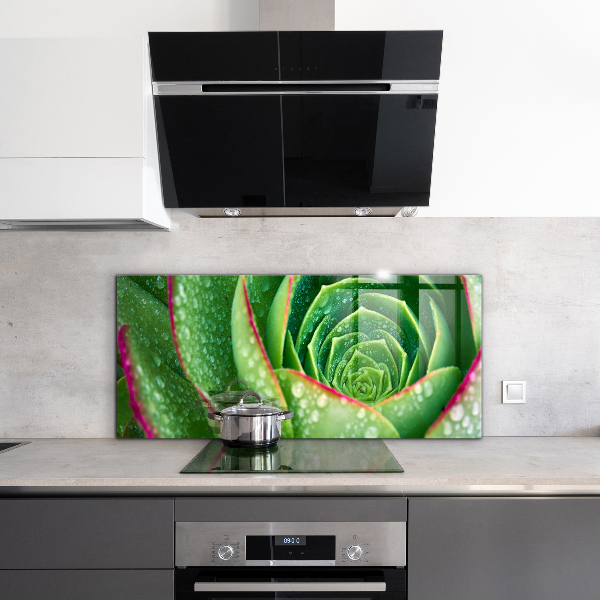 Splashback for kitchen walls Succulent skalnik green garden