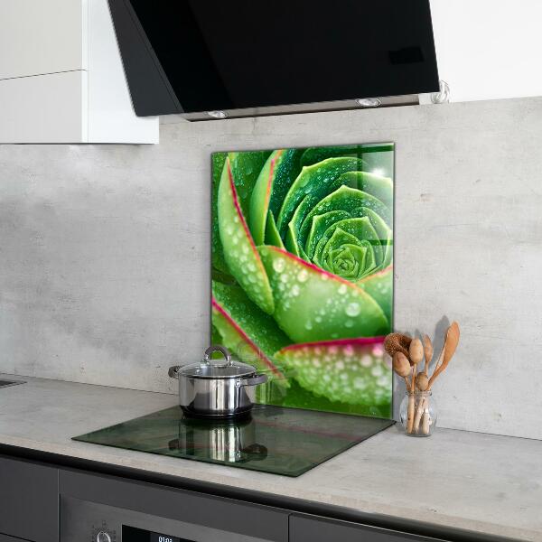 Splashback for kitchen walls Succulent skalnik green garden
