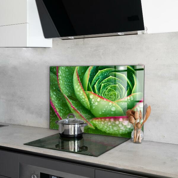 Splashback for kitchen walls Succulent skalnik green garden