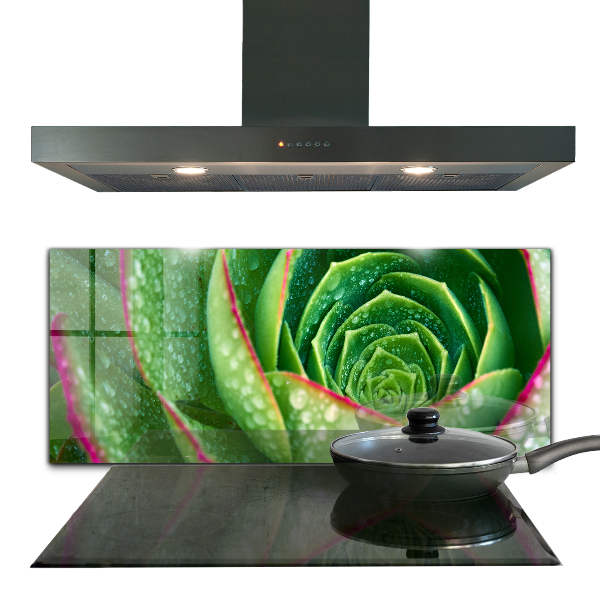 Splashback for kitchen walls Succulent skalnik green garden