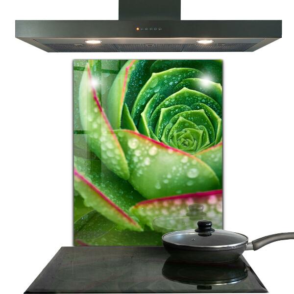 Splashback for kitchen walls Succulent skalnik green garden