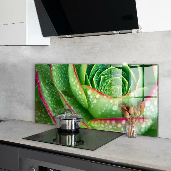 Splashback for kitchen walls Succulent skalnik green garden