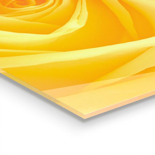 Kitchen splashback Yellow rose flower