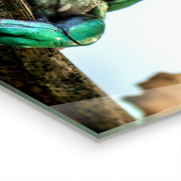 Kitchen wall panels Curious frog on a leaf