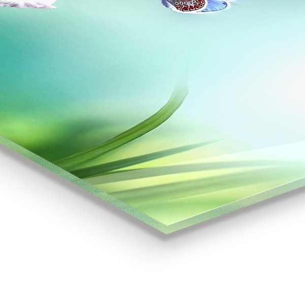 Kitchen glass panel Summer meadow butterfly flower