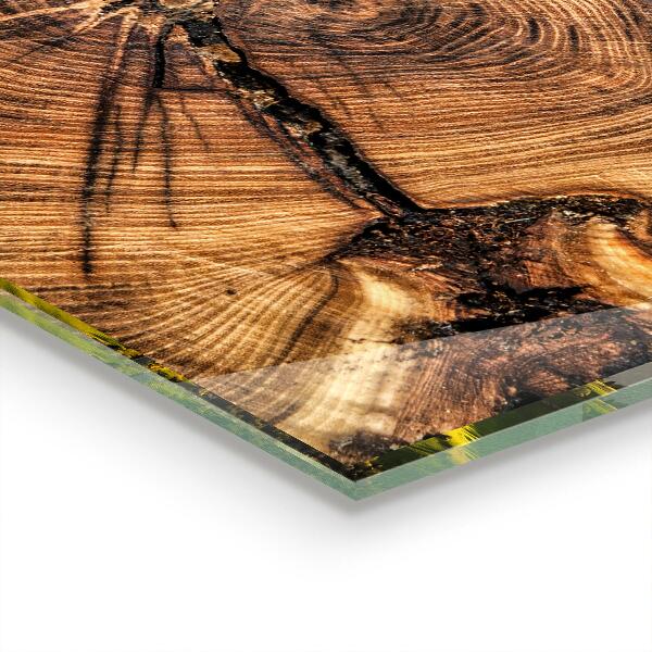 Oven splashback Trunk texture