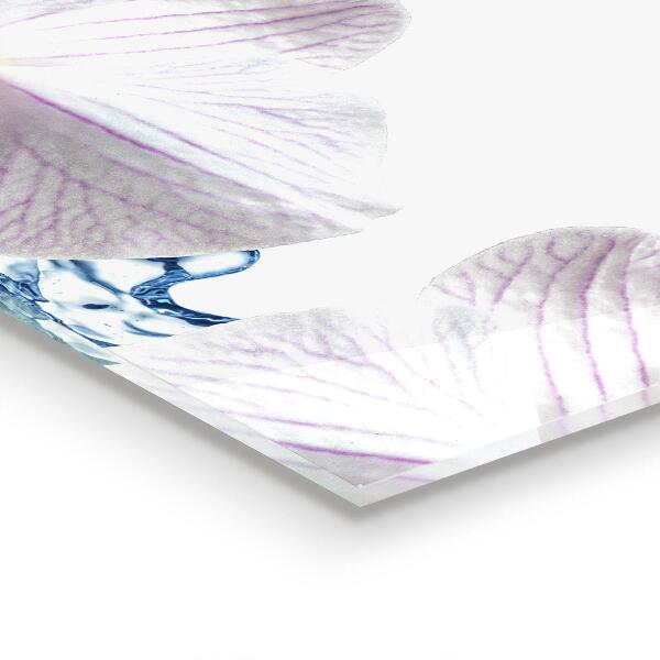 Kitchen glass panel Orchid sprinkled with water