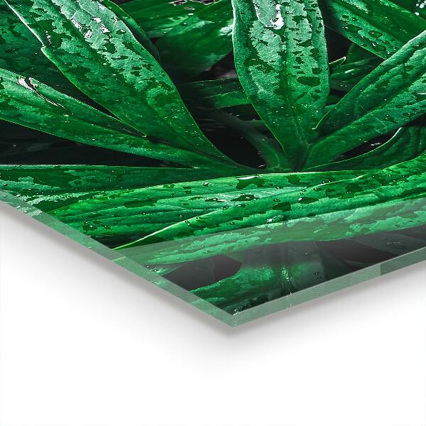 Kitchen glass panel Exotic jungle leaves