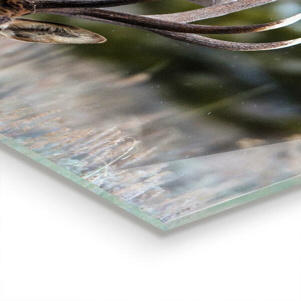 Kitchen wall panels Deer wildlife