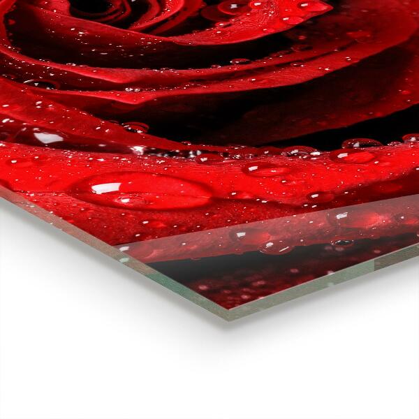Kitchen wall panels Dew drops on a red rose