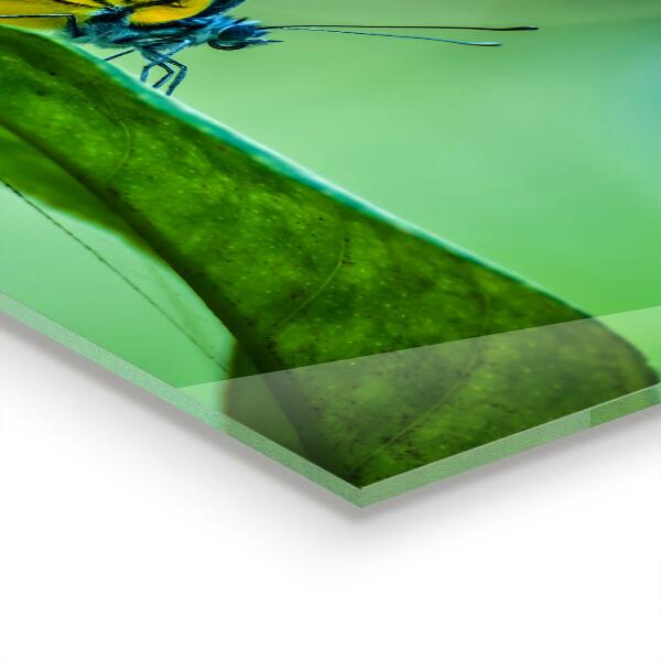 Kitchen wall panels Butterfly resting on a leaf