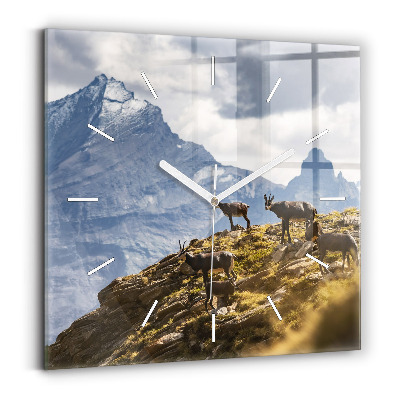 Square glass wall clock Goat in the Aosta Valley